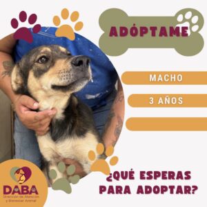 Listos para ser adoptados perritos y gatitos en DABA