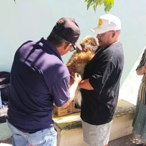 Aplica Secretaría de Salud más de mil vacunas antirrábicas a perros y gatos en Ciudad Juárez