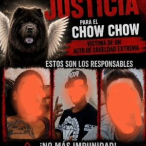 Exigen a Fiscalía detener a responsables de brutal ataque contra perro Chow Chow en Juárez